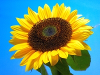 Sonnenblume